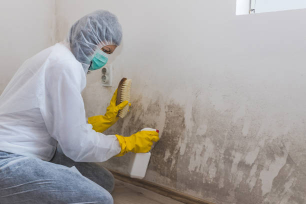 Crawl Space Mold Removal in Biloxi, MS