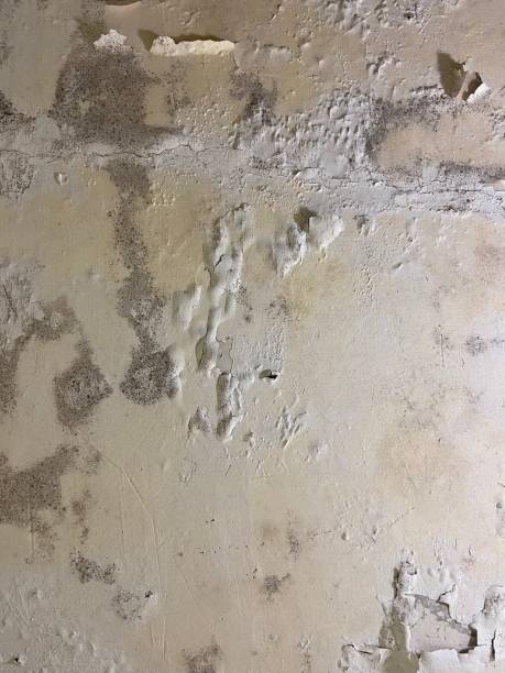 Mold Testing and Removal in Biloxi, MS
